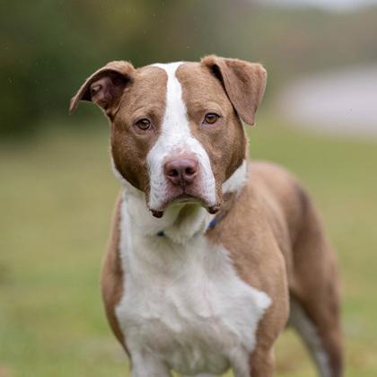 Enlarge Toby, a Adoptable Mixed Breed in Hilliard, OH image 1/3
