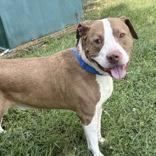 Enlarge Toby, a ADOPTABLE Mixed Breed in Hilliard, OH image 2/2