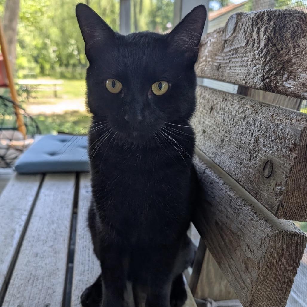 Enlarge Shadow, a Adoptable Domestic Short Hair in Calverton, NY image 1/4