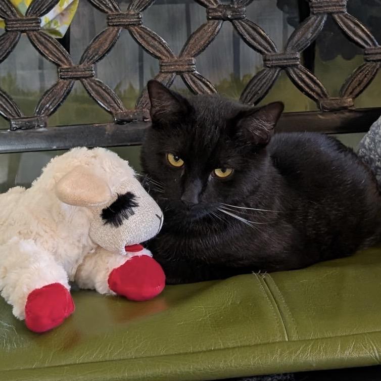 Enlarge Shadow, a Adoptable Domestic Short Hair in Calverton, NY image 2/4