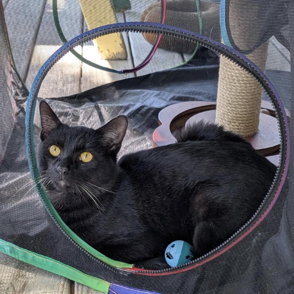 Enlarge Shadow, a Adoptable Domestic Short Hair in Calverton, NY image 3/4