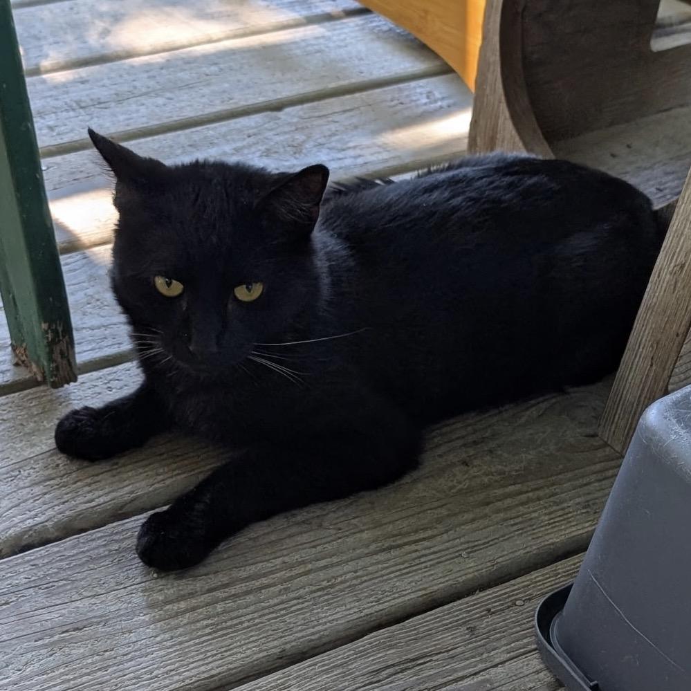 Enlarge Shadow, a Adoptable Domestic Short Hair in Calverton, NY image 4/4
