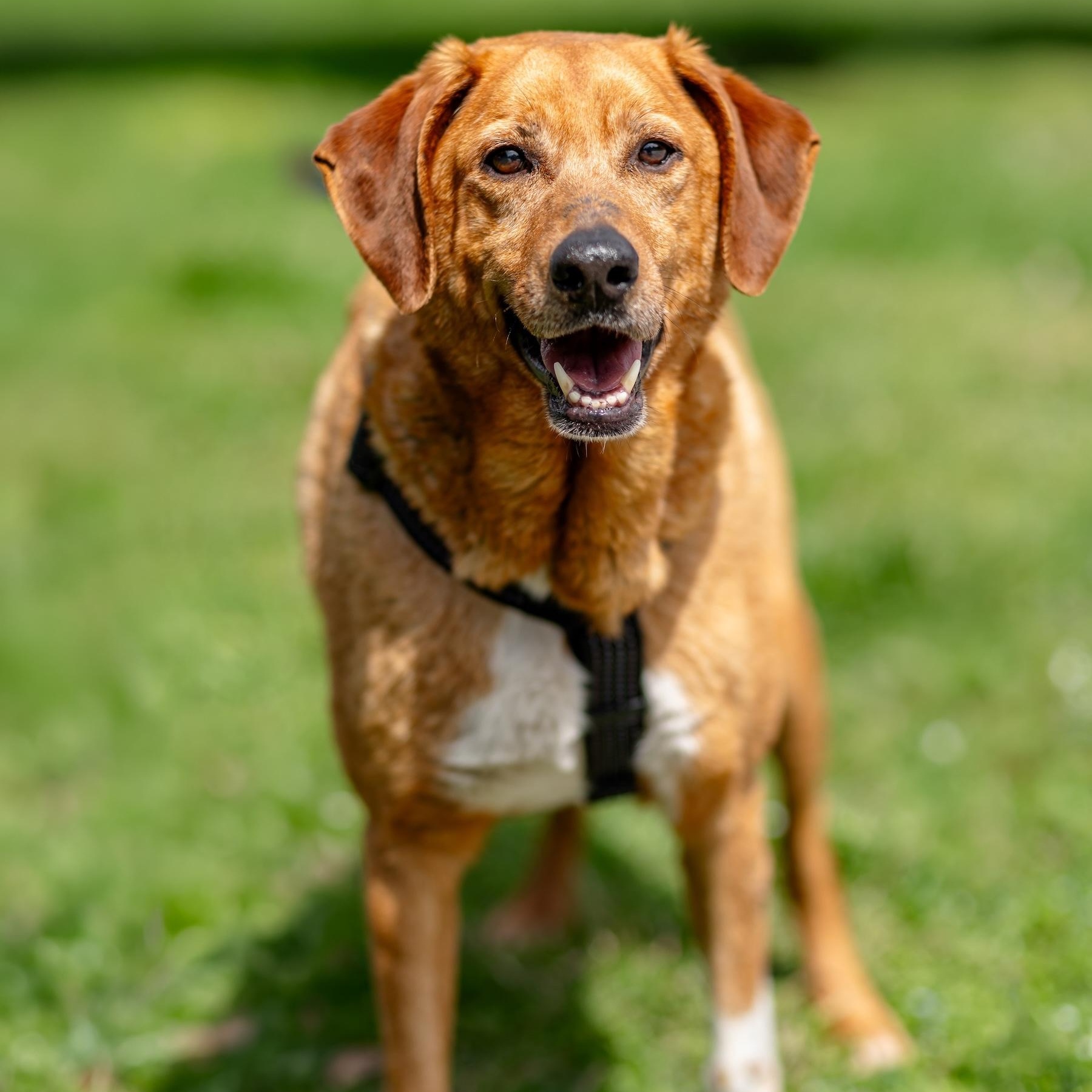 Dobby, a ADOPTABLE mixed breed in Morristown, NJ image 3/6
