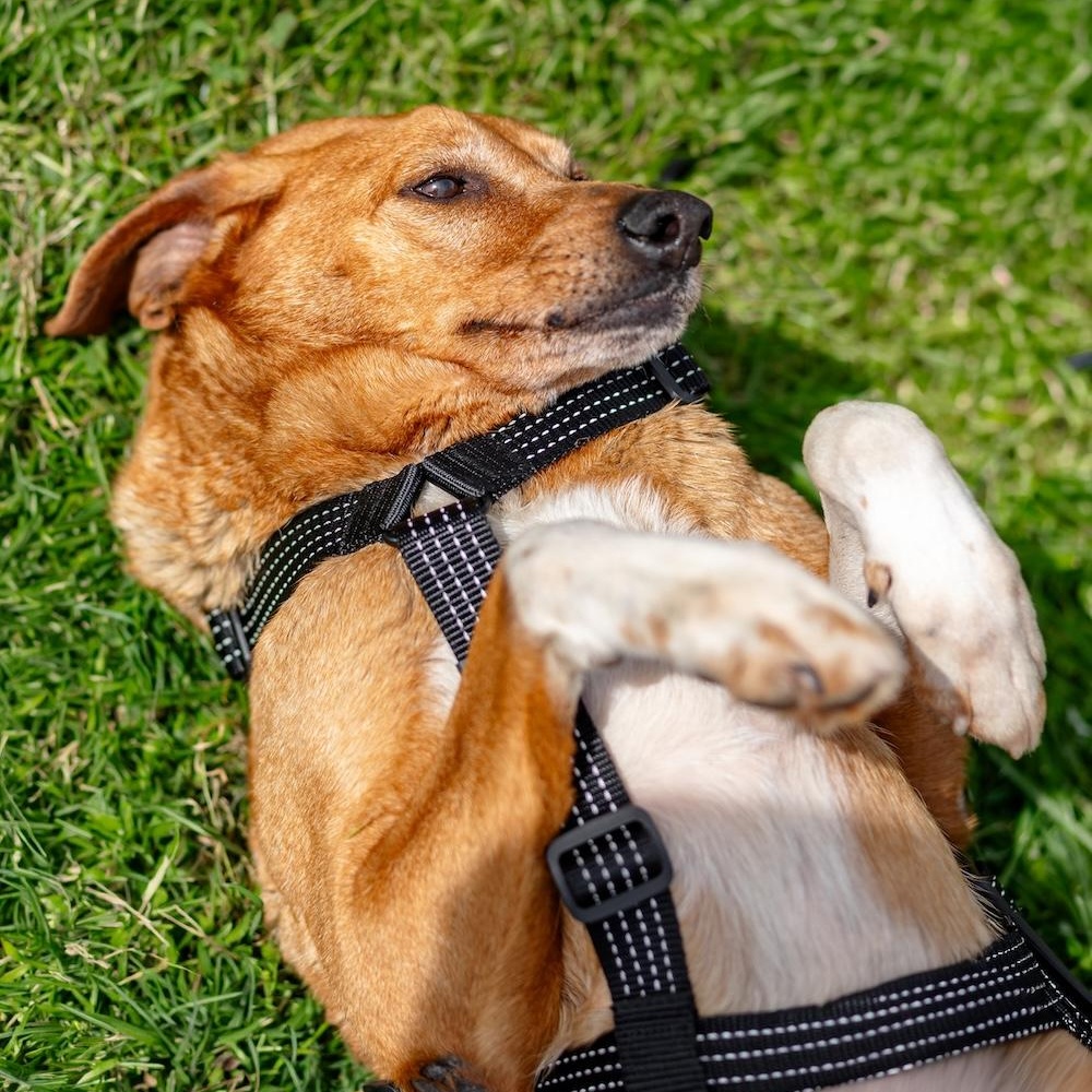 Dobby, a ADOPTABLE mixed breed in Morristown, NJ image 4/6