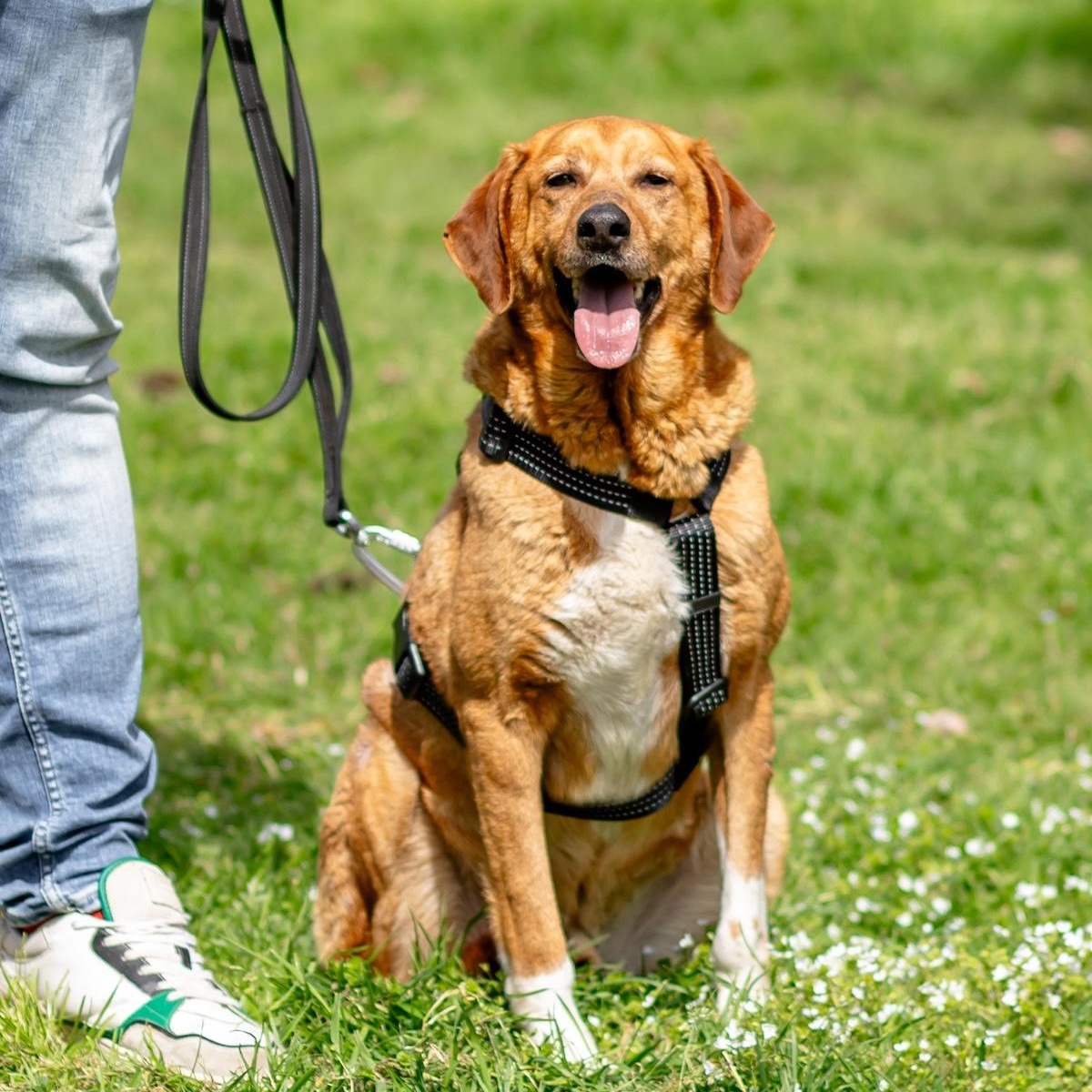 Dobby, a ADOPTABLE mixed breed in Morristown, NJ image 5/6