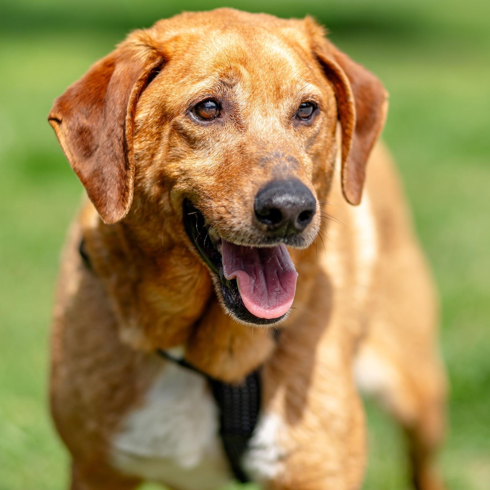 Dobby, ADOPTABLE, Adult Male Labrador Retriever & Hound.