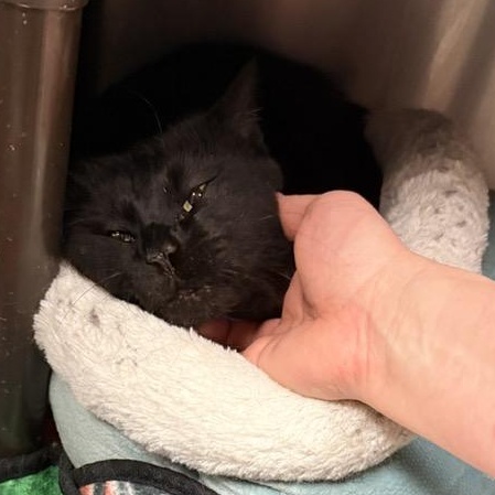 Enlarge Ozzy , a ADOPTABLE Domestic Short Hair in Braintree, MA image 3/6