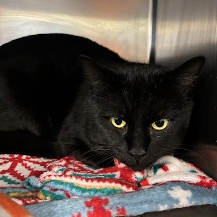 Enlarge Ozzy , a ADOPTABLE Domestic Short Hair in Braintree, MA image 1/6