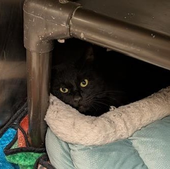 Enlarge Ozzy , a ADOPTABLE Domestic Short Hair in Braintree, MA image 5/6