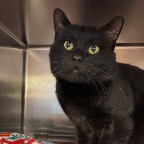 Enlarge Ozzy , a ADOPTABLE Domestic Short Hair in Braintree, MA image 1/6