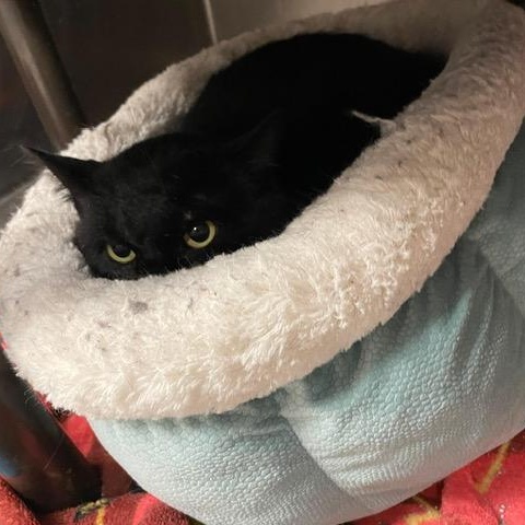 Enlarge Ozzy , a ADOPTABLE Domestic Short Hair in Braintree, MA image 6/6