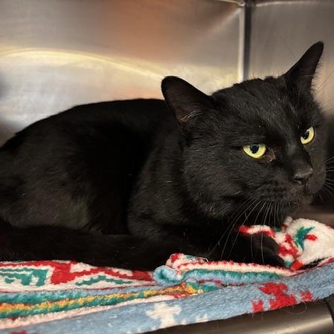 Enlarge Ozzy , a ADOPTABLE Domestic Short Hair in Braintree, MA image 2/6