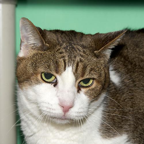 BELGIAN WAFFLE, Adoptable, Adult Female Domestic Short Hair.