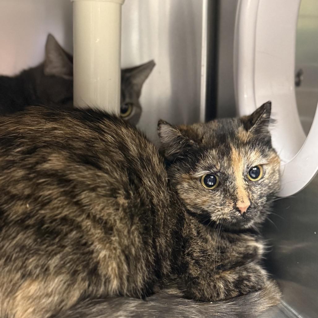 Enlarge Kathleen, a Adoptable Domestic Short Hair in Windsor, VA image 1/1