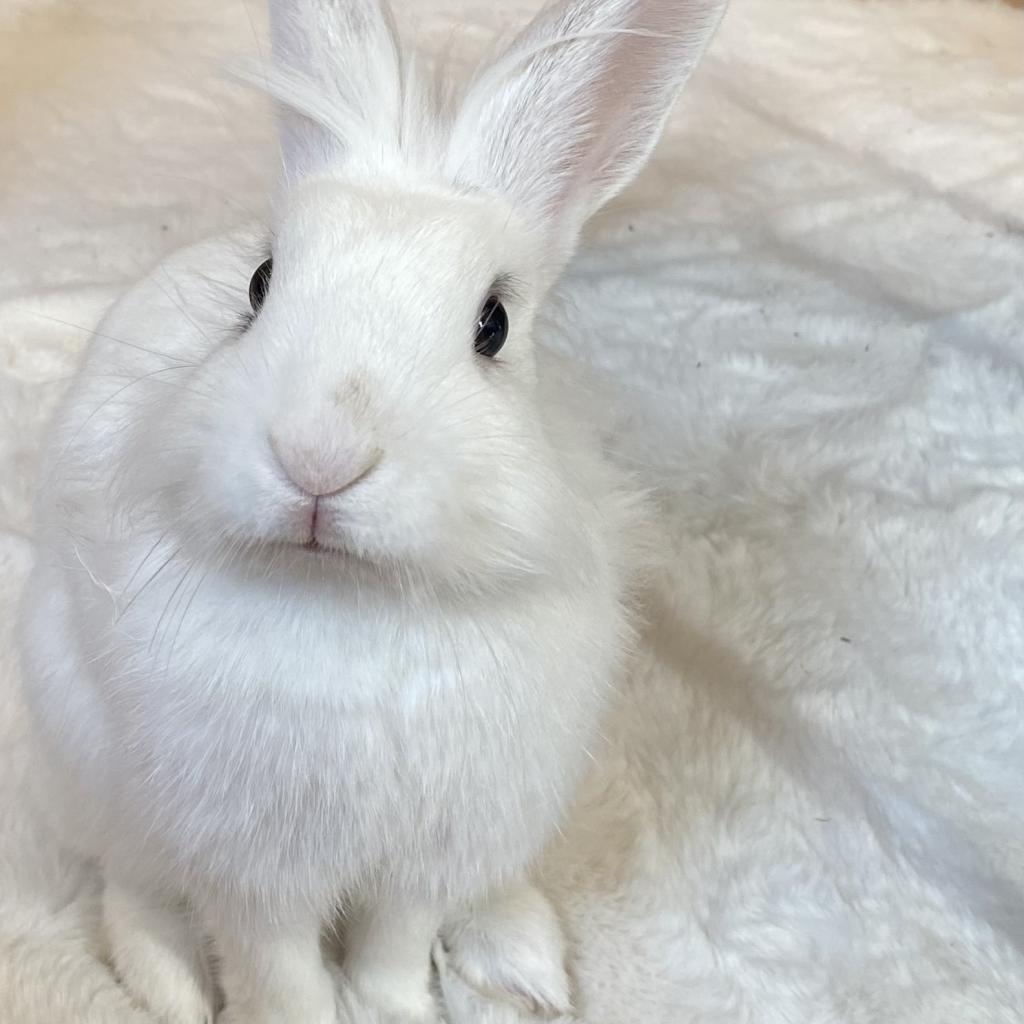 Enlarge Slochi, a Adoptable Lionhead in Napa, CA image 2/4