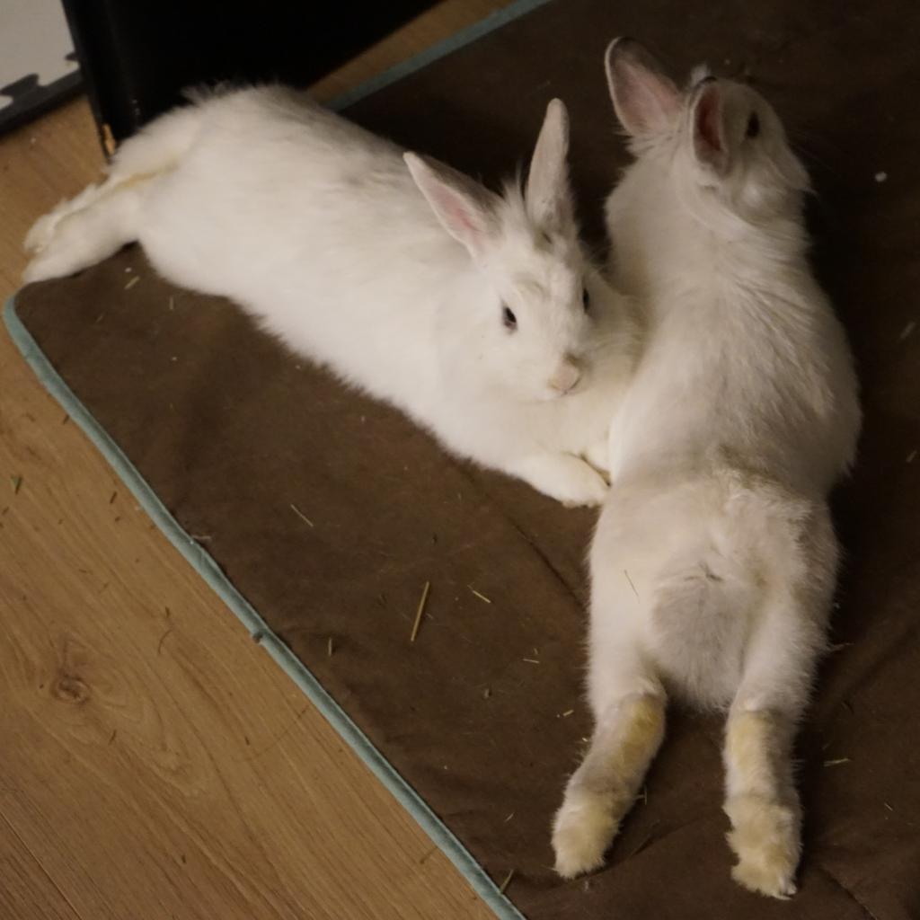 Enlarge Slochi, a Adoptable Lionhead in Napa, CA image 4/4