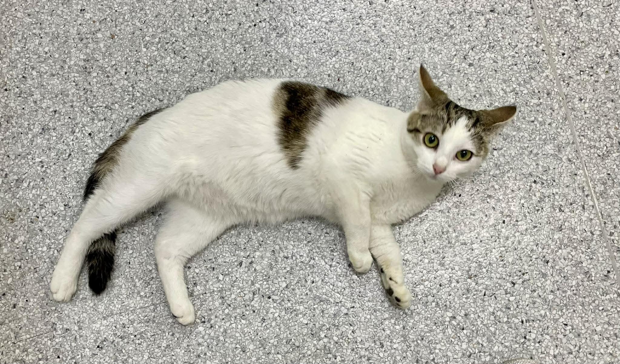 Enlarge Elisabeta, an adopted Domestic Short Hair in Medford, OR image 2/3