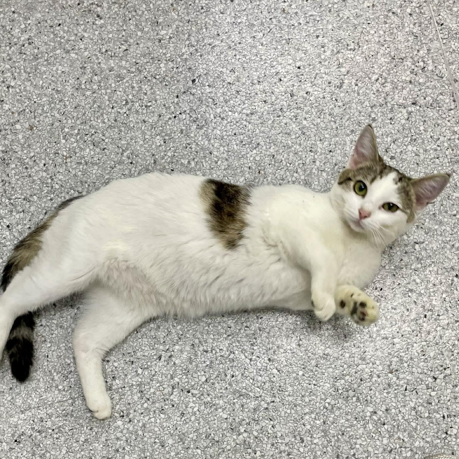 Enlarge Elisabeta, an adopted Domestic Short Hair in Medford, OR image 1/3