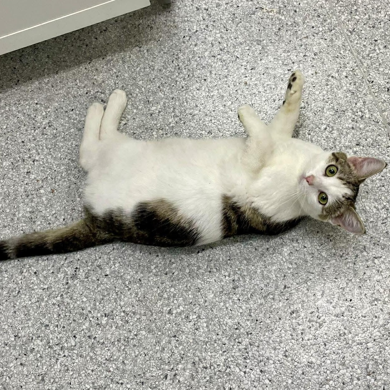 Enlarge Elisabeta, an adopted Domestic Short Hair in Medford, OR image 3/3