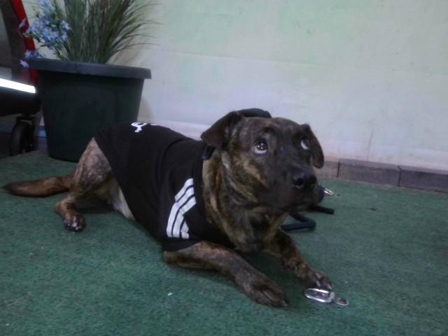 BABY, Adoptable, Adult Female Chihuahua & Beagle.