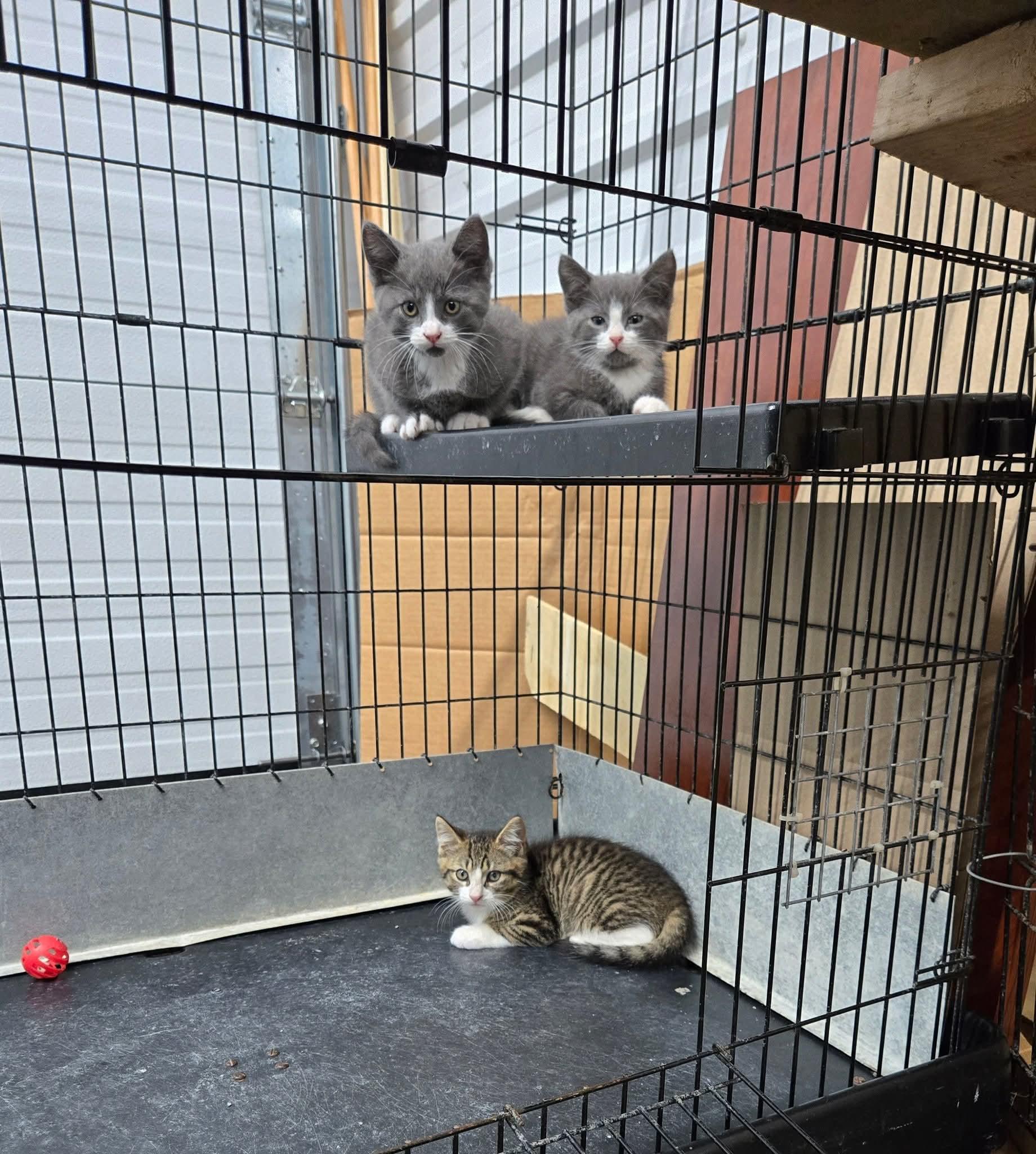 3 kittens found in Blyth, Baby Male unknown