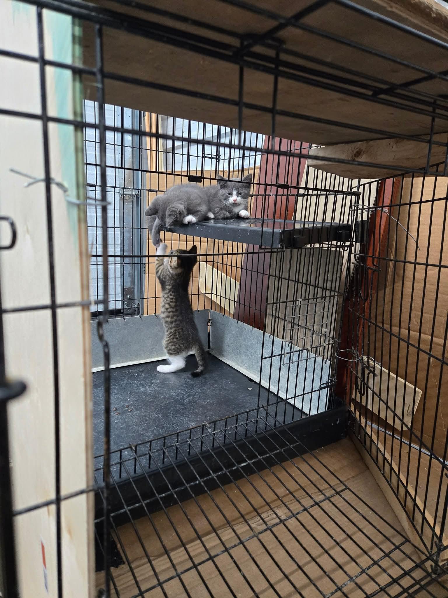 3 kittens found in Blyth photo 4