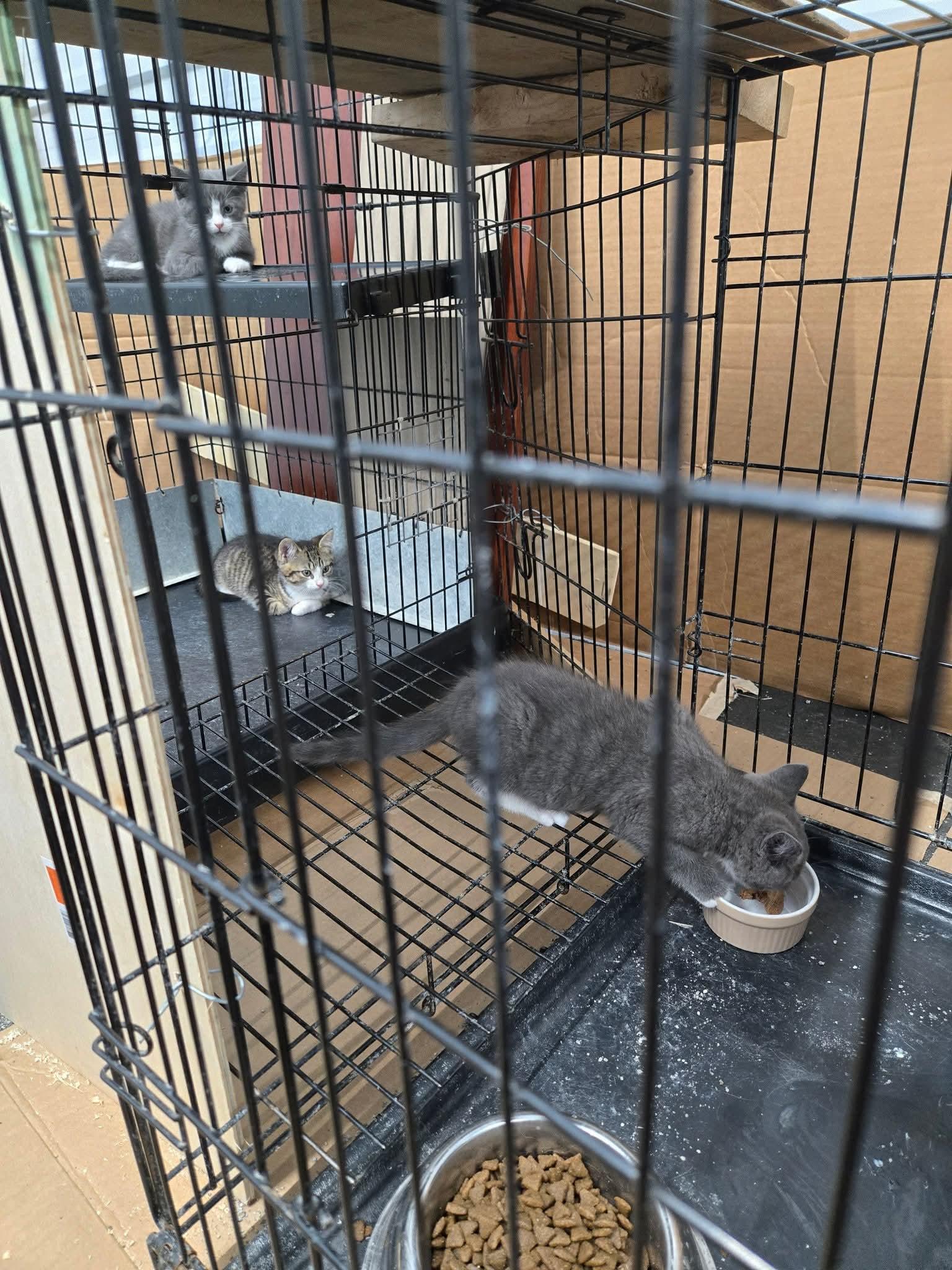 3 kittens found in Blyth photo 3