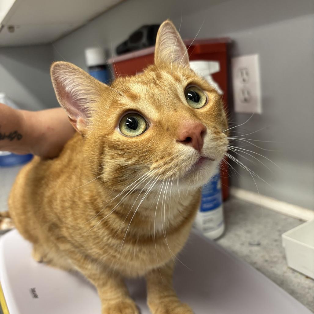 Toulouse, Adoptable, Adult Male Domestic Short Hair.