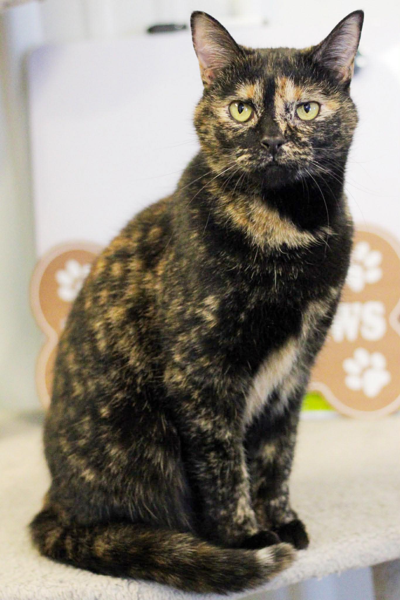 Nyla is nothing but SWEET SWEET SWEET! Therapy cat potential - VIDEO!!, a Adoptable Tortoiseshell in Bedford Hills, NY image 4/6