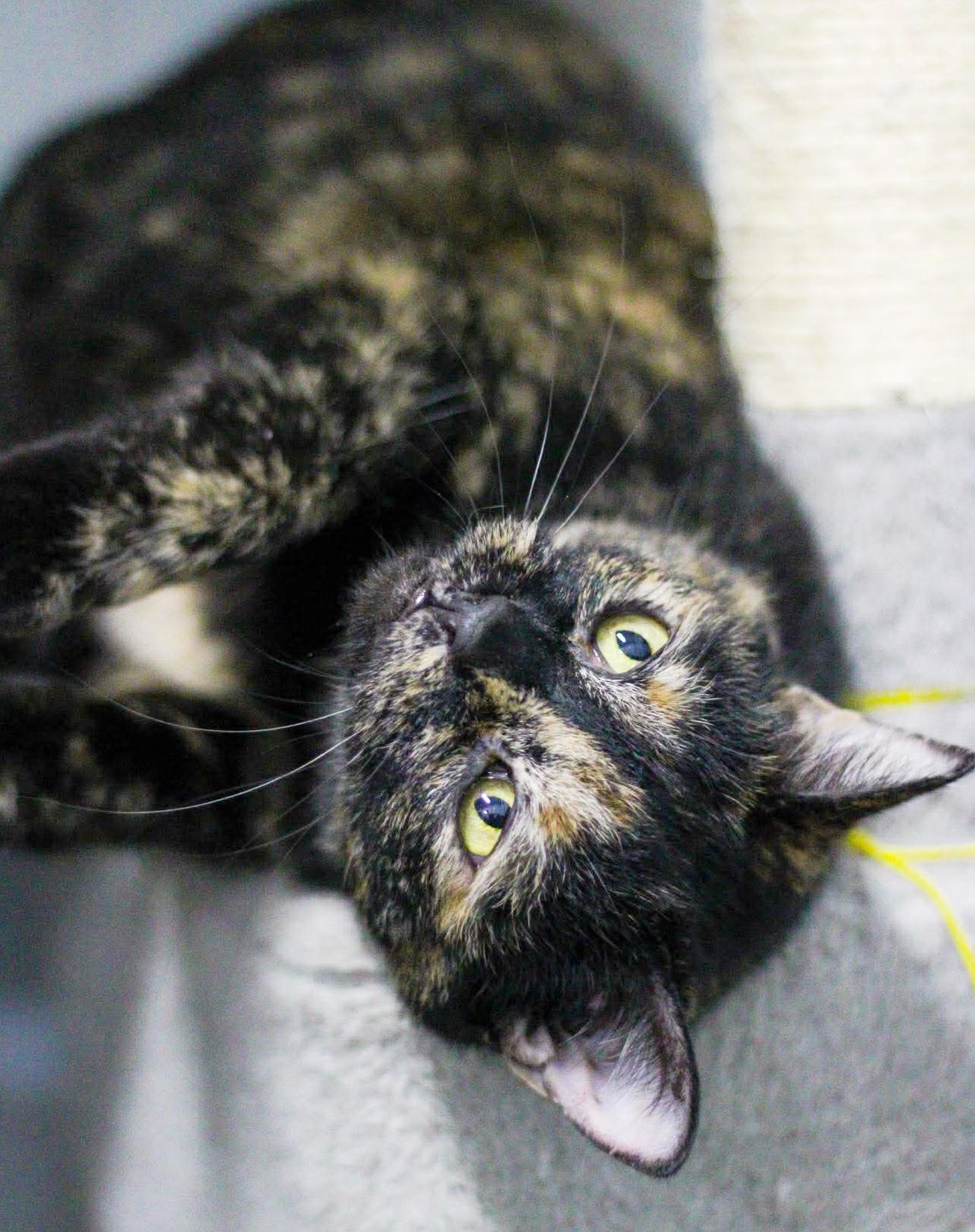 Nyla is nothing but SWEET SWEET SWEET! Therapy cat potential - VIDEO!!, a Adoptable Tortoiseshell in Bedford Hills, NY image 3/6