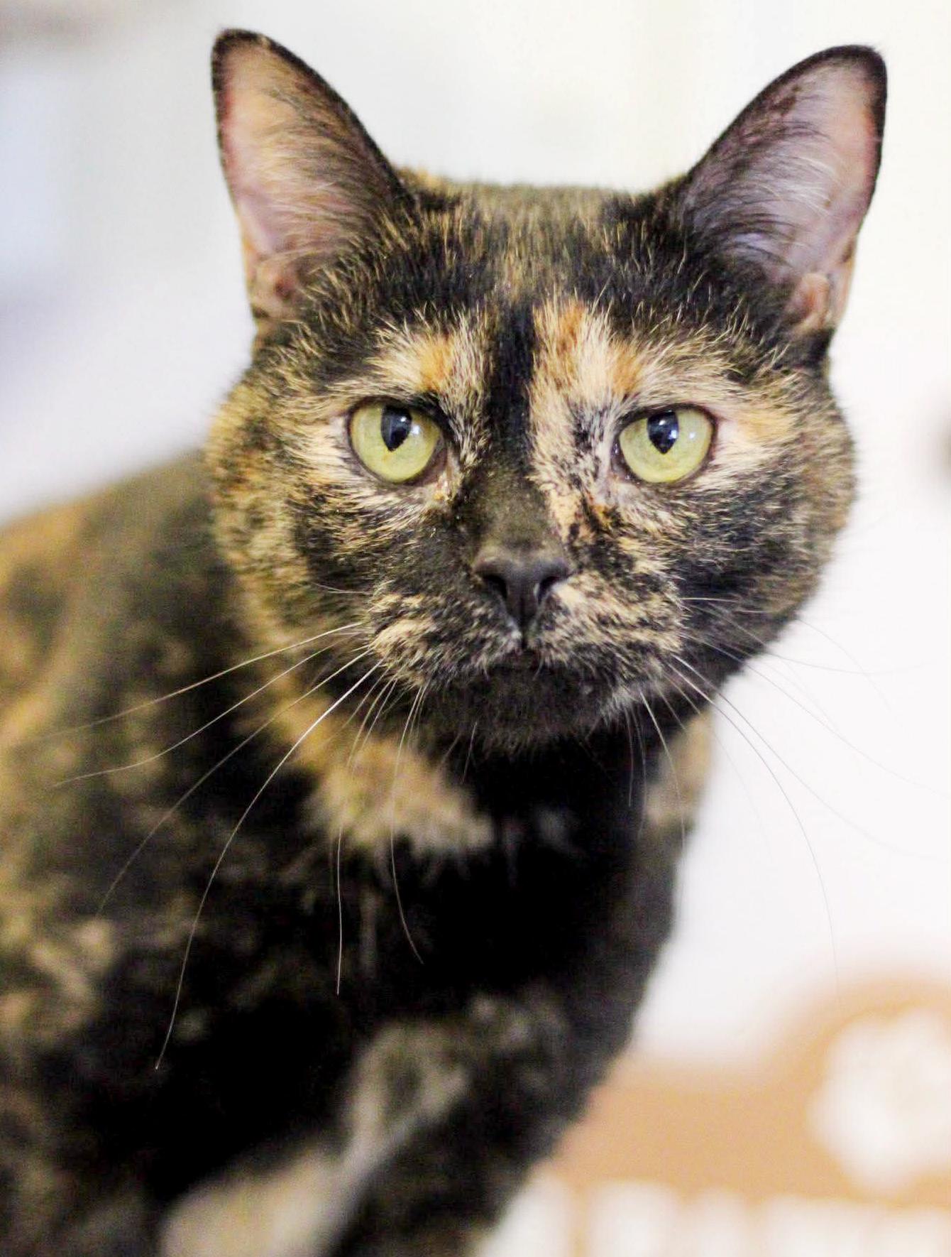 Nyla is nothing but SWEET SWEET SWEET! Therapy cat potential - VIDEO!!, a Adoptable Tortoiseshell in Bedford Hills, NY image 1/6