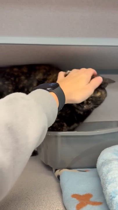 Enlarge Nyla is nothing but SWEET SWEET SWEET!  Therapy cat potential - VIDEO!!, a Adoptable Tortoiseshell in Bedford Hills, NY video 5/6