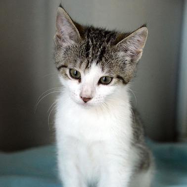 Rose, Adoptable, Kitten Female Domestic Short Hair.