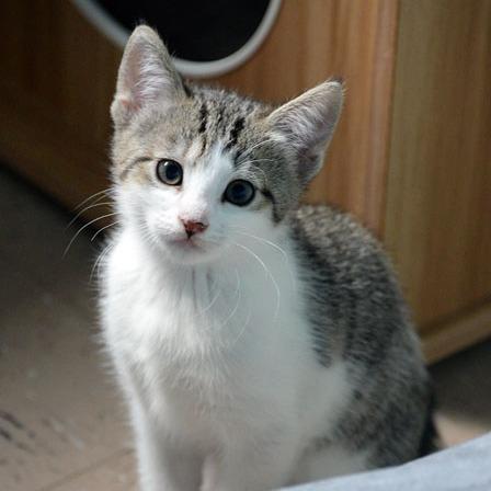 Enlarge Rose, a Adoptable Domestic Short Hair in Fort Leavenworth, KS image 2/6