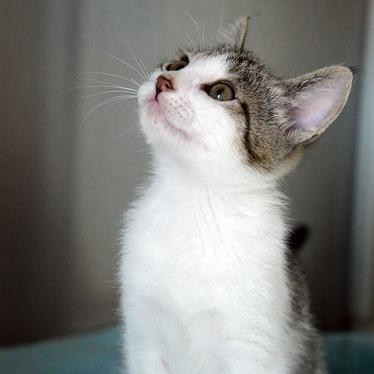 Enlarge Rose, a Adoptable Domestic Short Hair in Fort Leavenworth, KS image 3/6