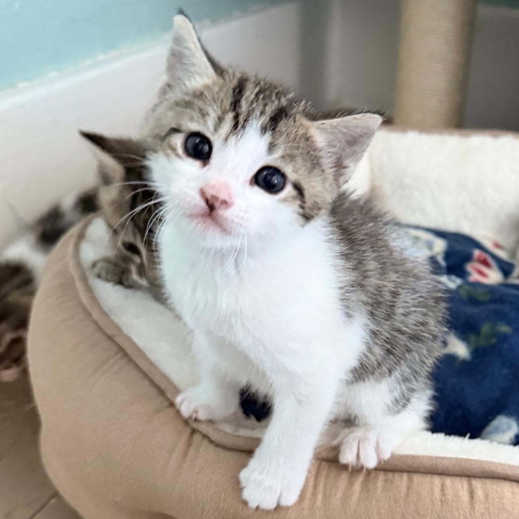 Enlarge Rose, a Adoptable Domestic Short Hair in Fort Leavenworth, KS image 4/6