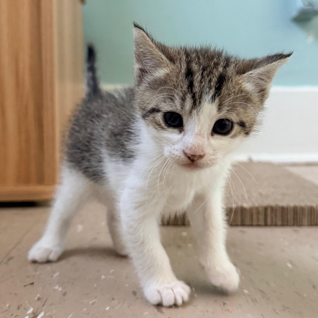 Enlarge Rose, a Adoptable Domestic Short Hair in Fort Leavenworth, KS image 5/6