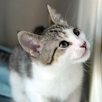 Enlarge Rose, a Adoptable Domestic Short Hair in Fort Leavenworth, KS image 6/6