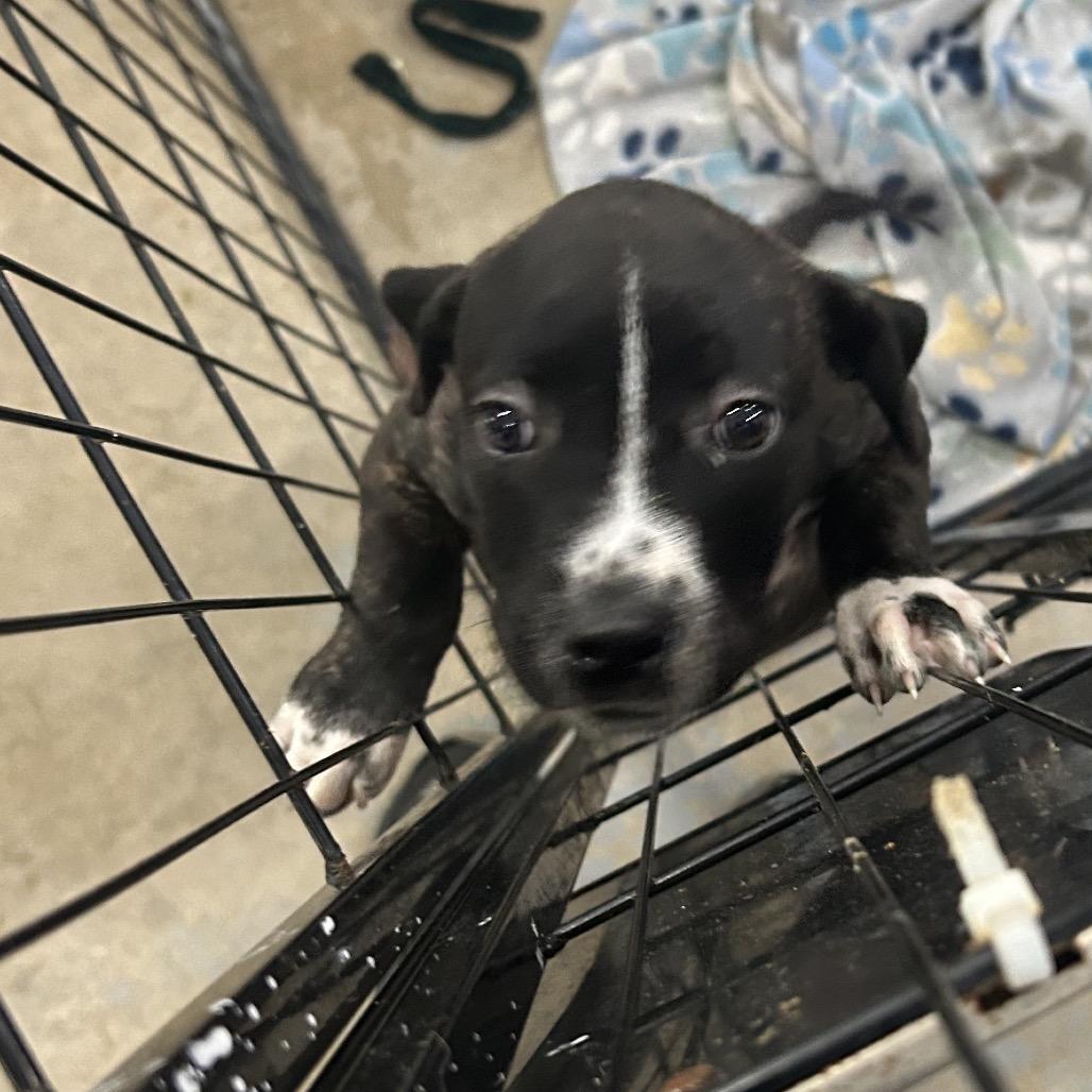 Rainbow Brite, a Adoptable mixed breed in Enfield, NH image 1/6