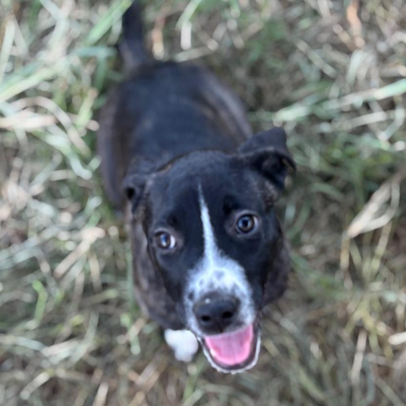 Rainbow Brite, a Adoptable mixed breed in Enfield, NH image 2/6