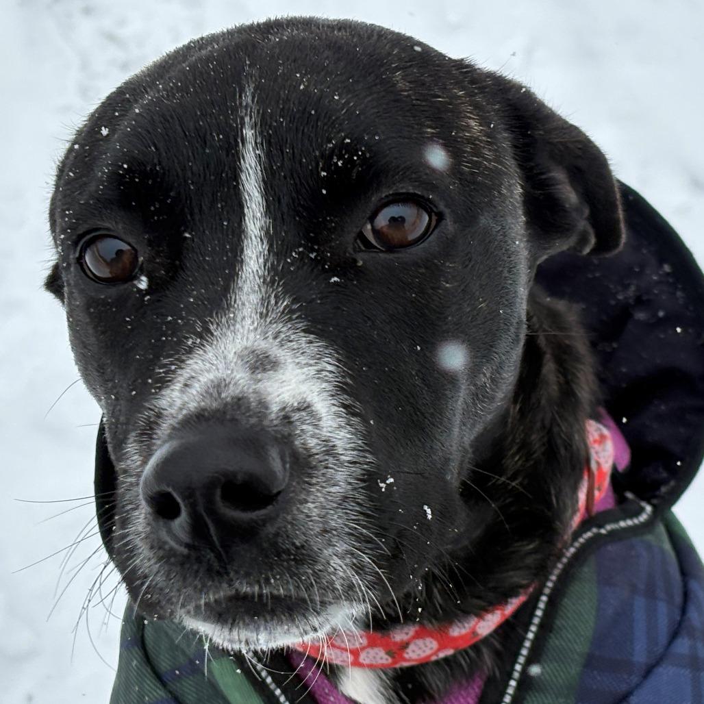 Enlarge Rainbow Brite, a Adoptable mixed breed in Enfield, NH image 3/4