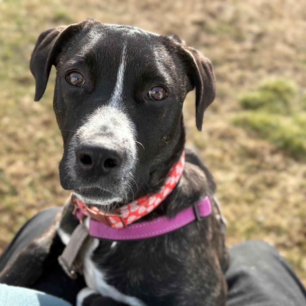 Rainbow Brite, a Adoptable mixed breed in Enfield, NH image 3/6