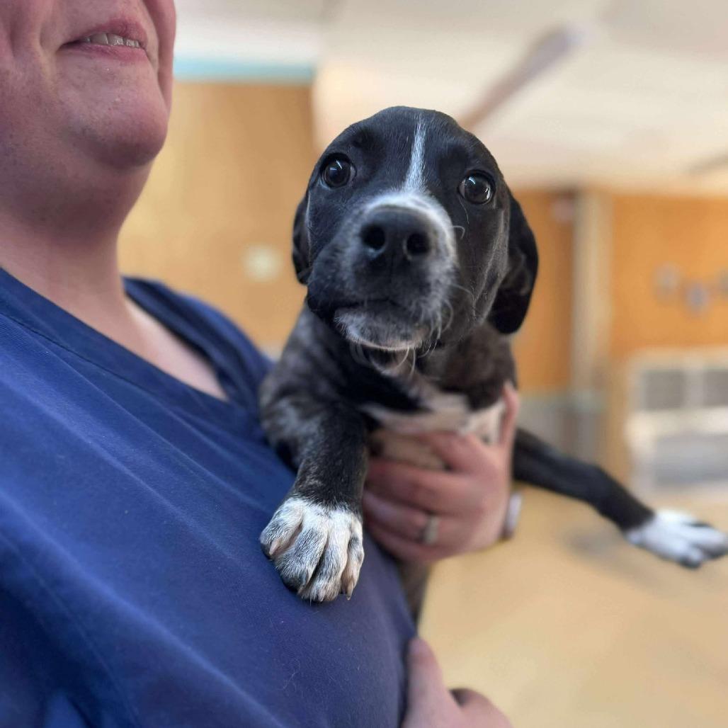 Rainbow Brite, a Adoptable mixed breed in Enfield, NH image 4/6