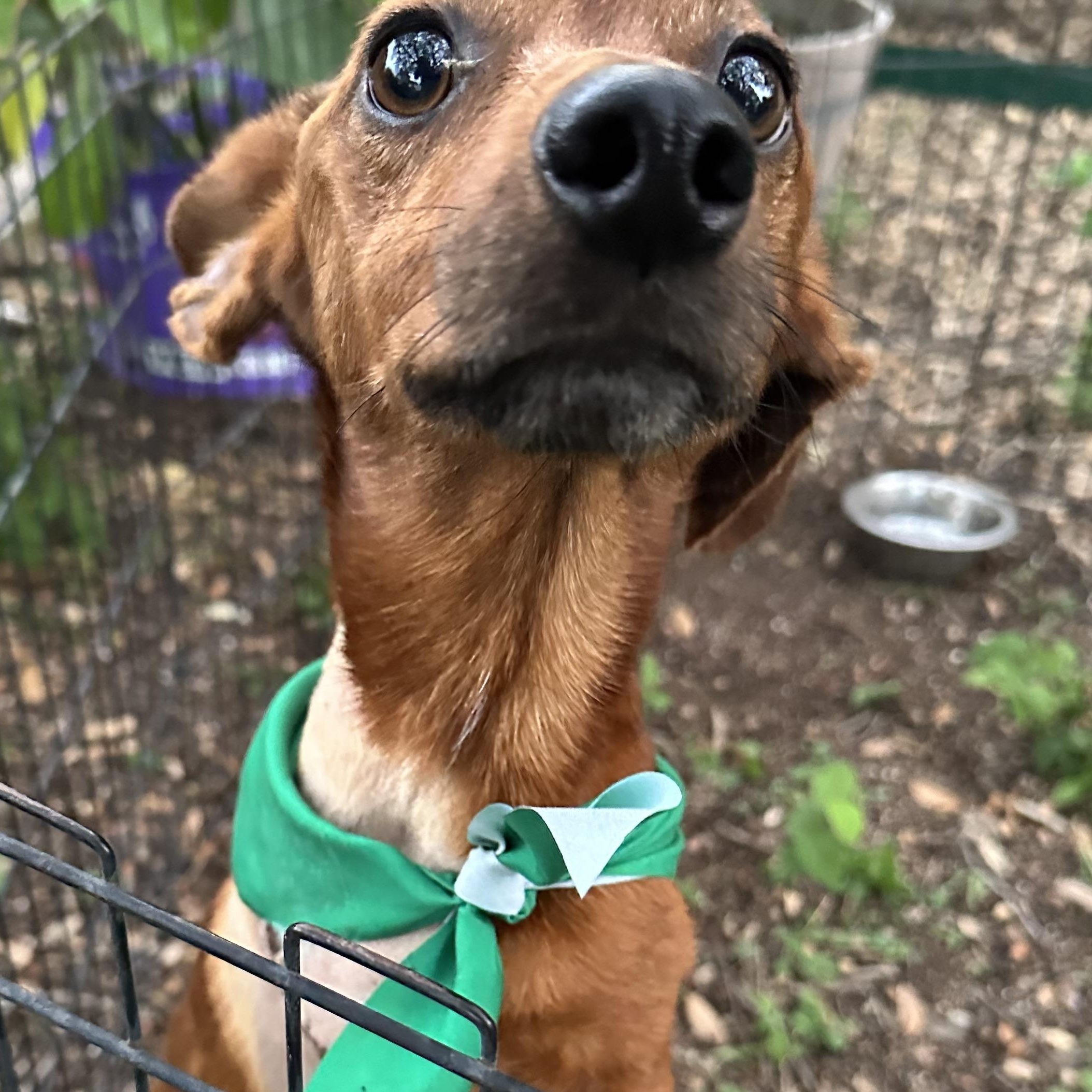Wrigleyville Chicago Dog, a ADOPTABLE Dachshund in kirby, TX image 2/5