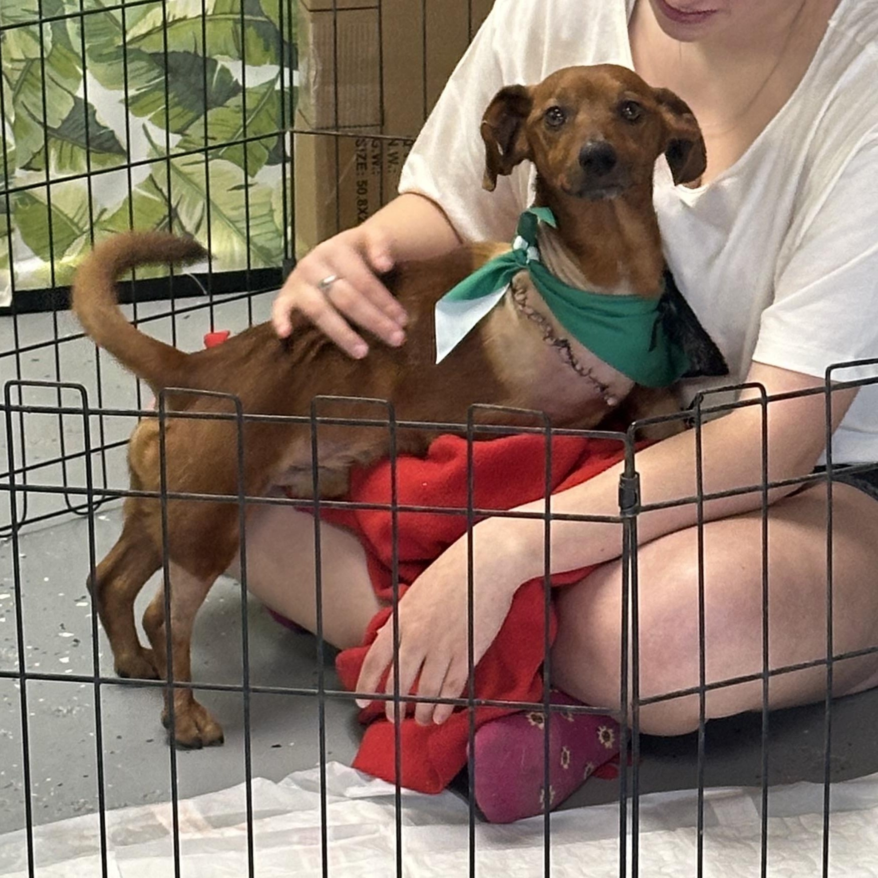 Wrigleyville Chicago Dog, a ADOPTABLE Dachshund in kirby, TX image 1/5