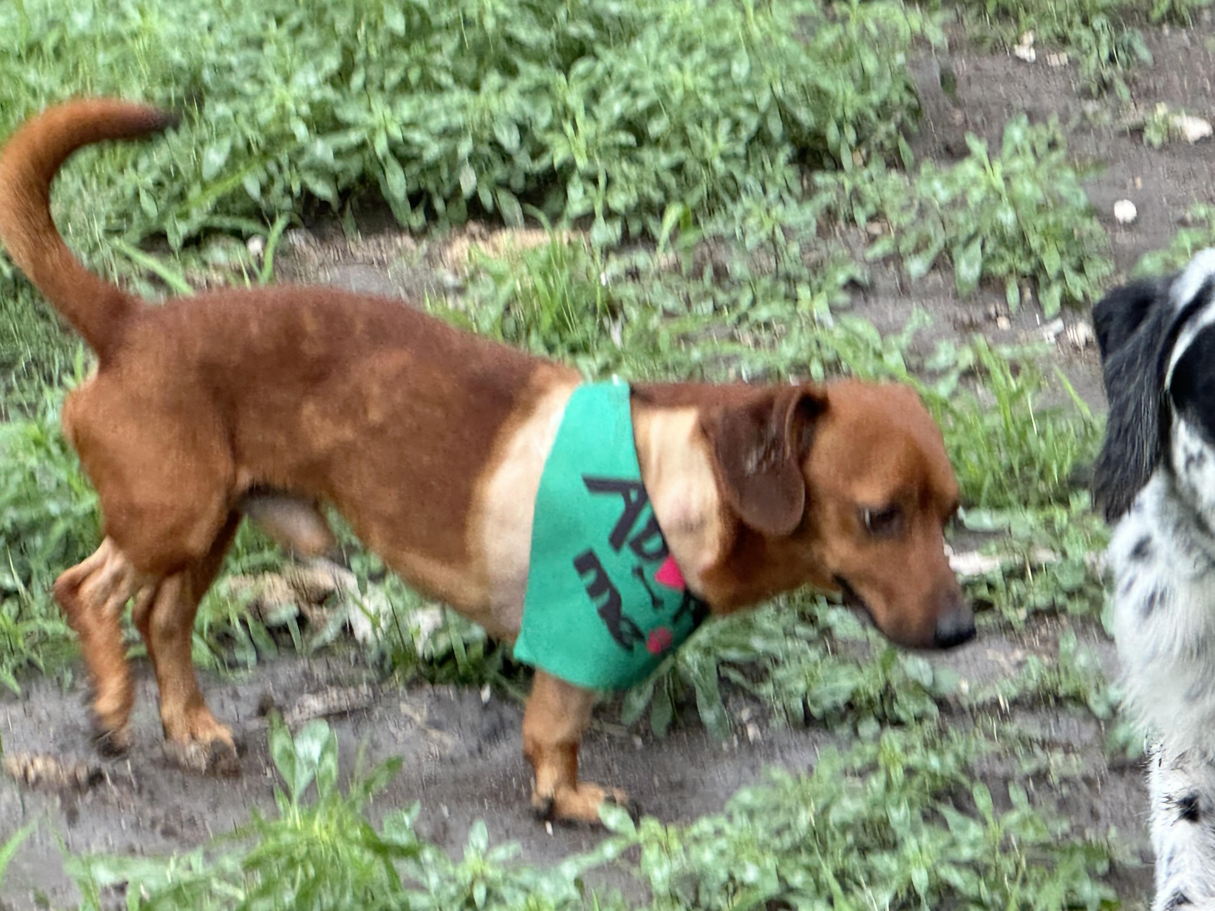 Wrigleyville Chicago Dog, a ADOPTABLE Dachshund in kirby, TX image 5/5