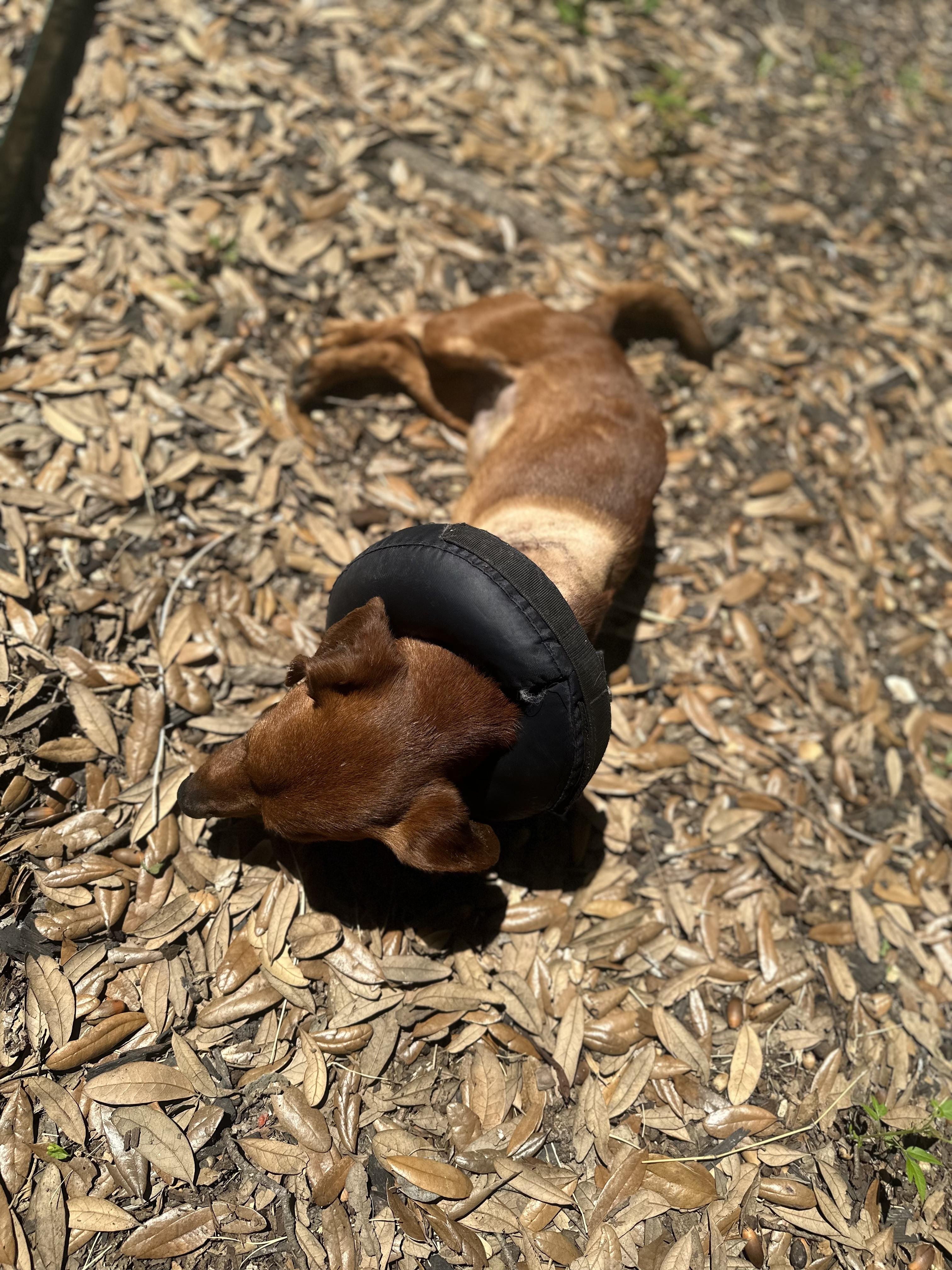 Wrigleyville Chicago Dog, a ADOPTABLE Dachshund in kirby, TX image 3/5
