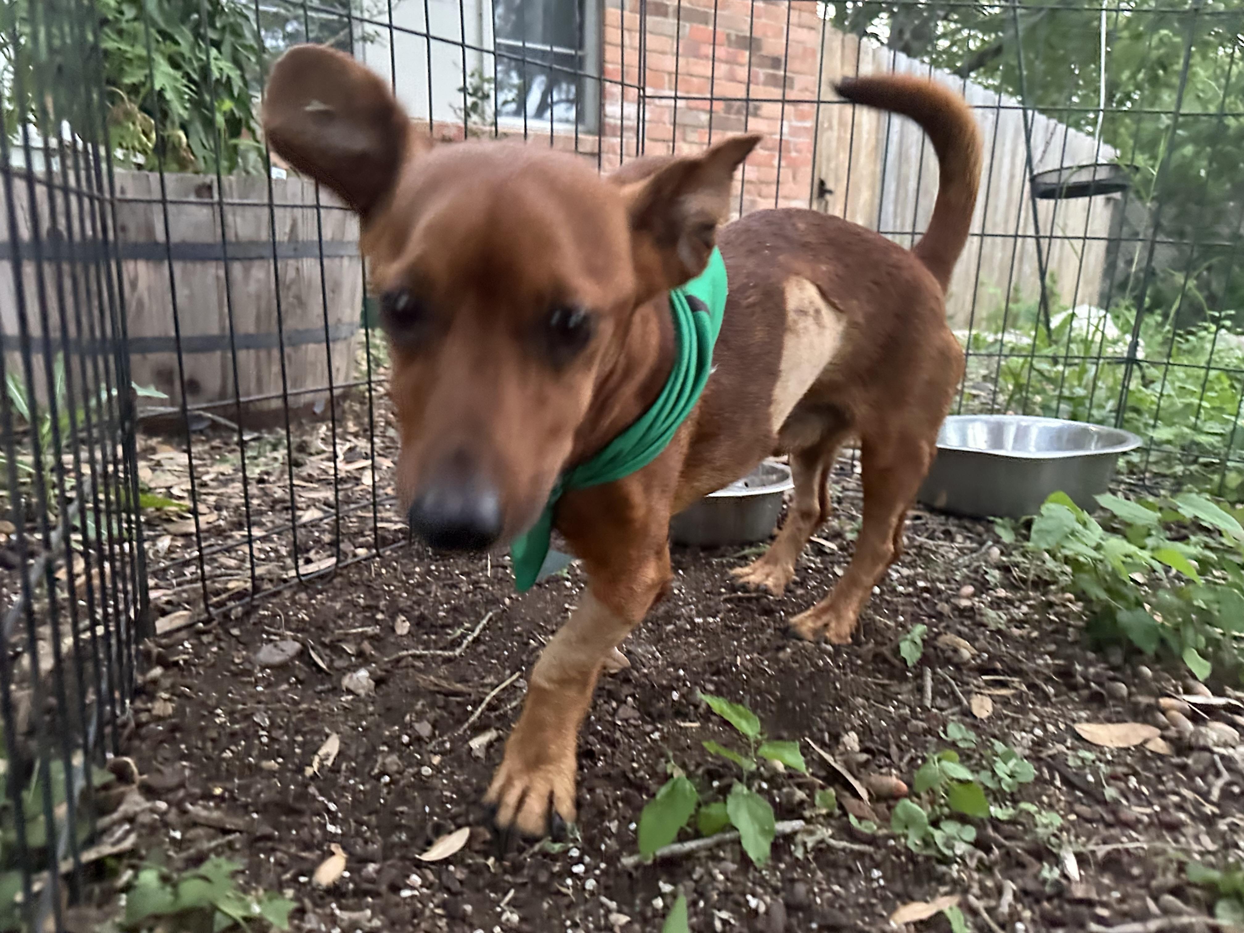 Wrigleyville Chicago Dog, a ADOPTABLE Dachshund in kirby, TX image 4/5