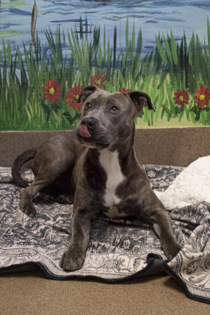 Dr. Kisses, Adoptable, Young Male Mixed Breed.