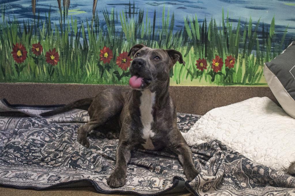 Enlarge Dr. Kisses, a Adoptable mixed breed in Florence, SC image 2/6